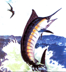 sailfish11.gif
