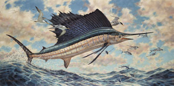 sailfish12.jpg
