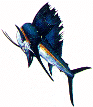 sailfish5.gif