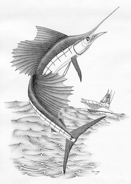sailfish_zeichnung.jpg