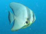 Fledermausfish bei Hin Daeng Fledermausfish