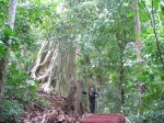 Dschungel Baum