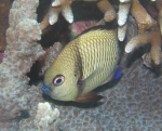 Preussenfisch Preussenfisch
