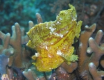 Schaukelfisch Gelber Schaukelfisch