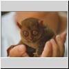 Tarsier