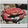 Alona2001_U6_09a_RedCrab.jpg