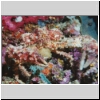 Alona2001_U6_27a_CamouflageCrab.jpg