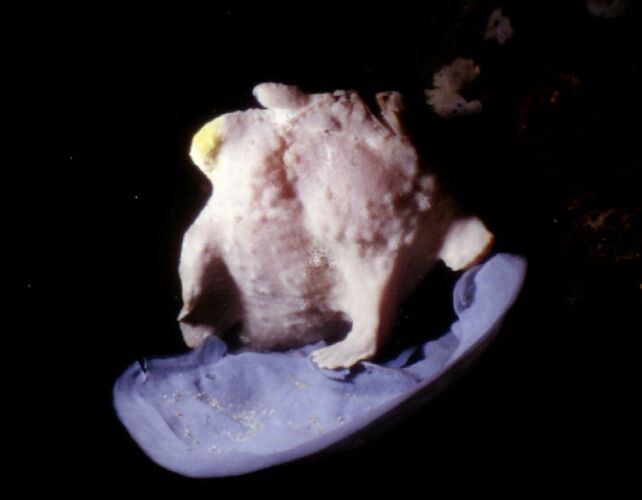 Foto