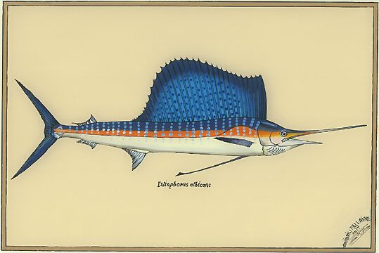 sailfish13.jpg