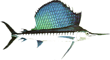 (Sailfish,358x194,20k)