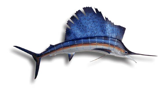 sailfish4.gif