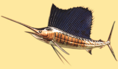 sailfish6.jpg