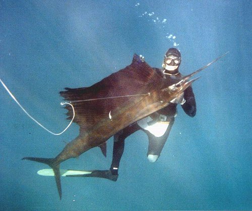 (Sailfish ermordet,500x419,48k)