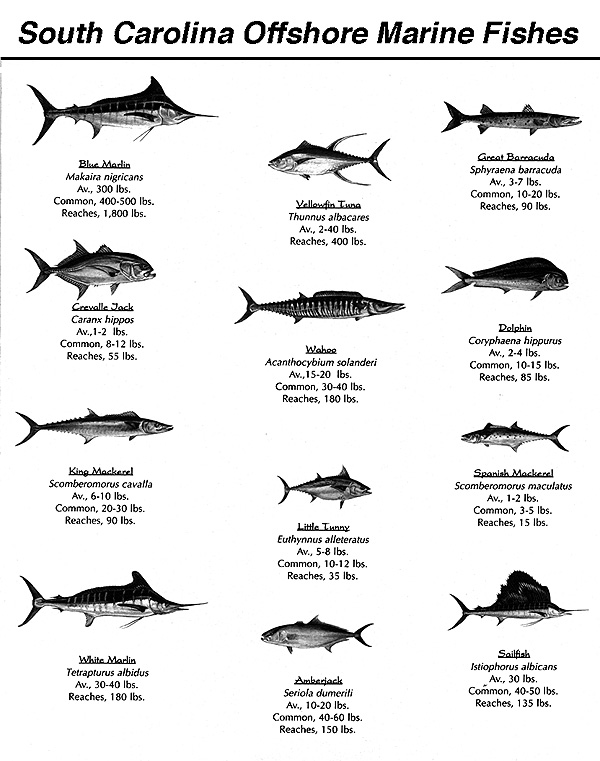 sailfish_marlin_tafel.jpg