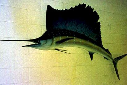 (Sailfish,410x274,22k)