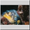 Sulawesi2000_W07_30_BlauJugel.jpg