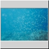 Sulawesi2000_W12_12a_CromisSchwarm.jpg